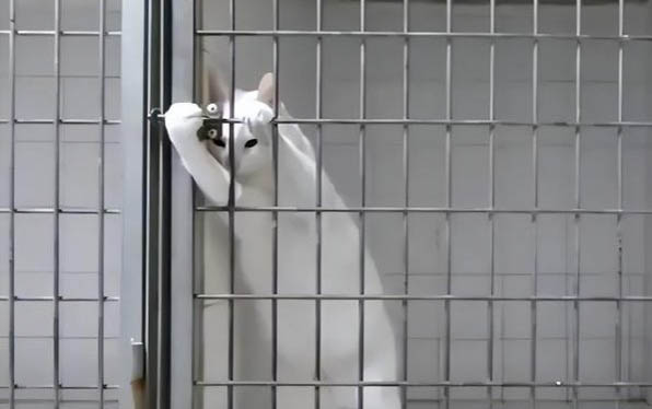 猫咪左眼一直流眼泪是什么原因