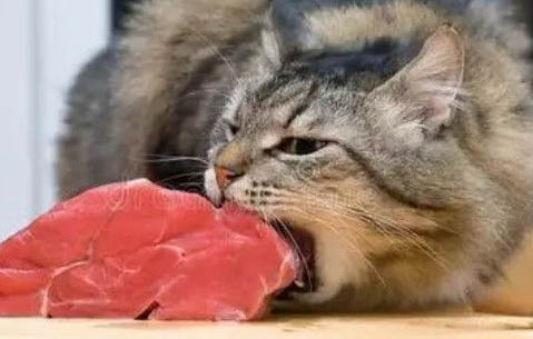 小奶猫为什么会呕吐?