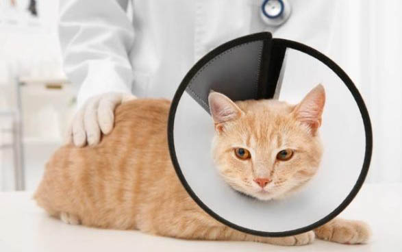 猫怕黑吗?夜里需要开灯