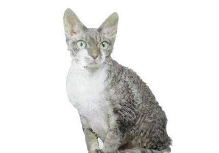 德文卷毛猫换季掉毛吗?