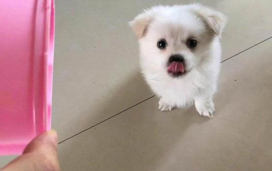 狗狗有哪些品种