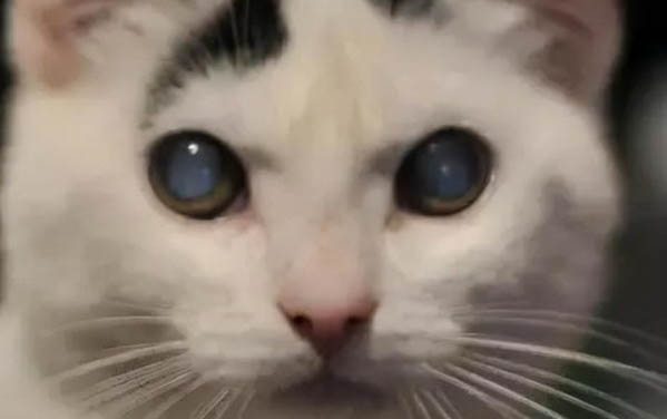 小猫心脏肥大