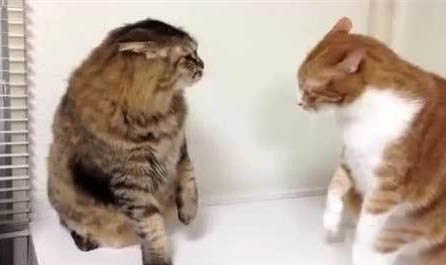 猫咪拉肚子有血怎么回事