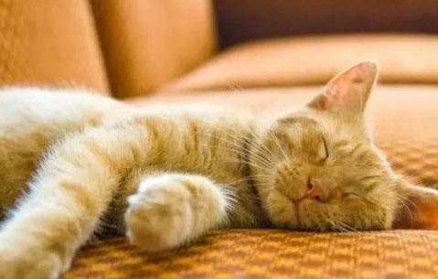 猫咪爪子出血能自愈吗