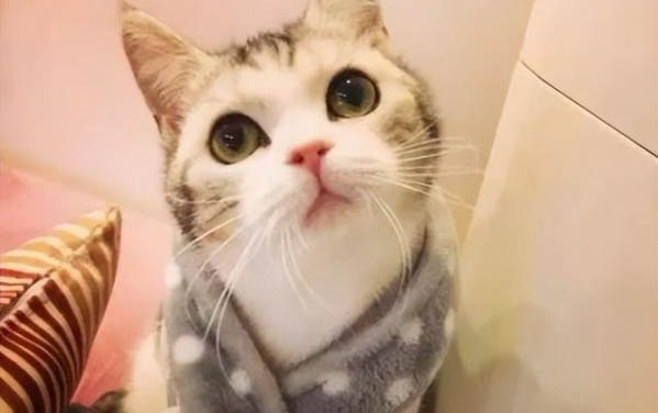 刚出生的小猫多久可以抱走