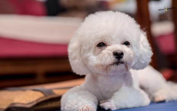 春天狗狗的疾病有哪些如何防治