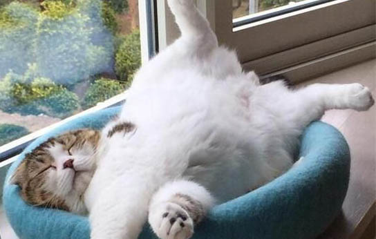 猫咪呕吐黄色粘稠物吃什么药好