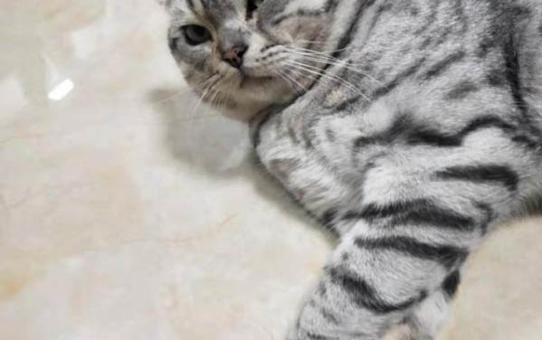 猫咪得了冠状病毒需要隔离多久