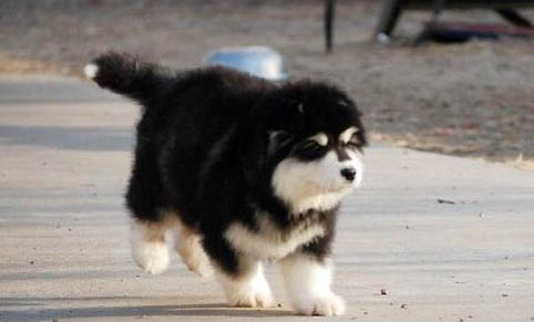阿拉斯加犬不可以吃什么