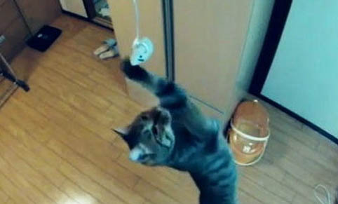猫咪多大可以吃罐头