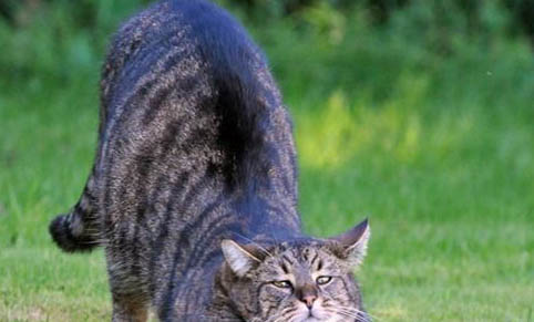 狸花猫多大才认主人？