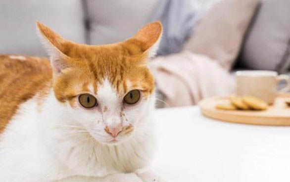 猫咪乱拉乱尿怎么回事