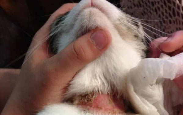 猫咪在床上拉屎是什么原因