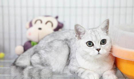 看银渐层猫咪的品相