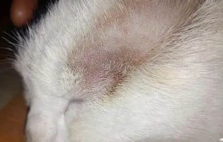 猫咪为什么老是流眼泪