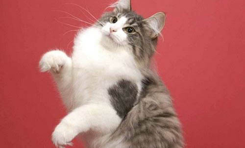 猫咪平时能不能吃糖?