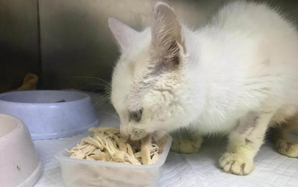 猫咪患猫藓主人需要做什么