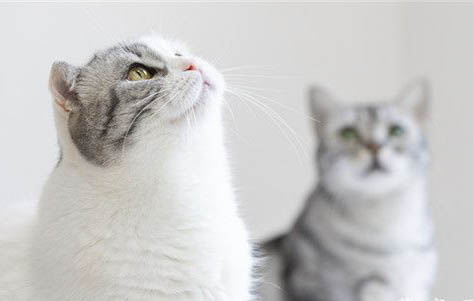 造成蓝猫鼻子周围毛发发白的原因