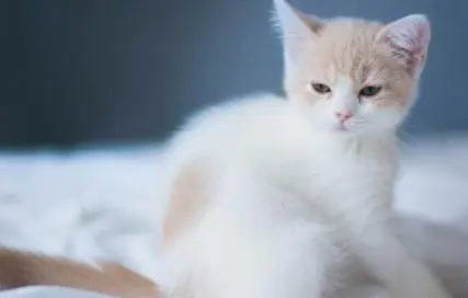 猫咪为什么老是舔人手指呢