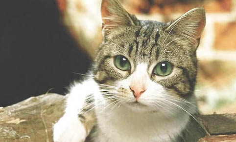 猫益生菌哪个牌子好一点