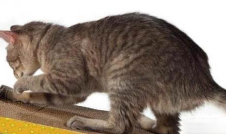 猫咪得得了猫瘟有什么症状