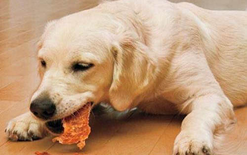 狗狗毛发护理有哪些