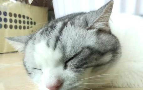 猫咪连续吐了好几天