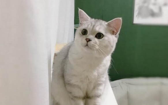 小猫多大可以洗澡