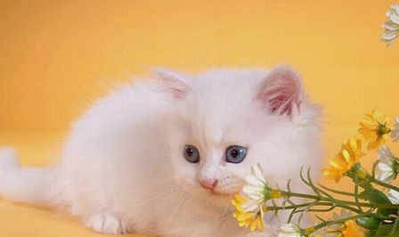什么原因导致波斯猫舌头紫色