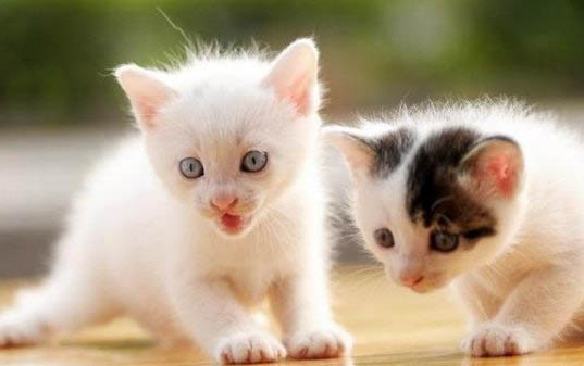 给小猫调教有哪些注意事项