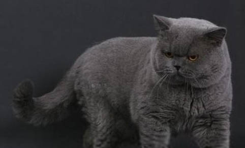 猫咪怀孕会有孕吐反应吗