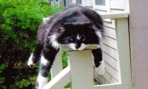 怎样防止猫咪软便