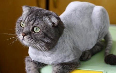 猫咪生产羊水破了后多久生