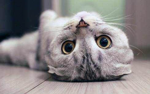 猫咪舌头可以向下卷起来吗