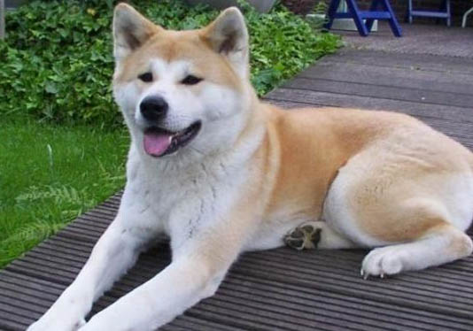 秋田犬和中华田园犬有什么区别