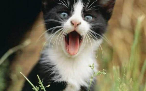 猫咪得了胰腺炎是不是不能吃鸡肉了