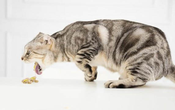 请问猫咪呕吐的原因及处理方法?