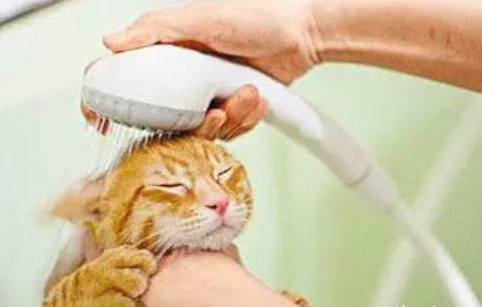猫咪缺什么微量元素舔塑料袋？