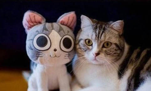 猫咪多大性成熟