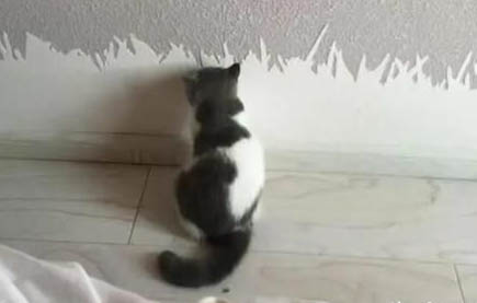 猫咪上火有哪些症状