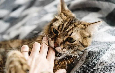 猫咪也会有抑郁症吗