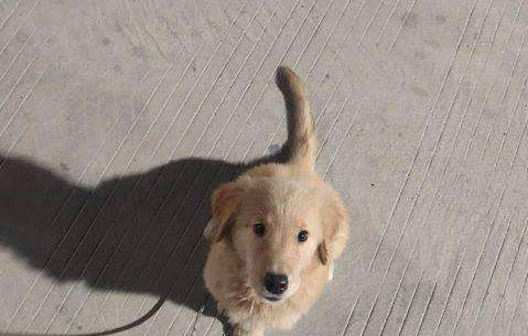 金毛犬可以吃米饭吗？