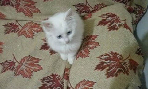 两只猫咪怎么和谐相处