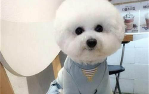 冬天狗狗睡觉需要盖被子吗