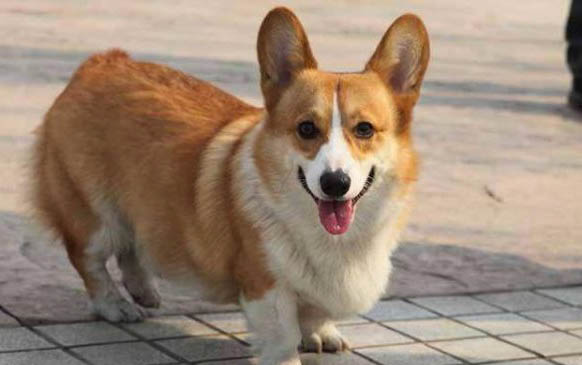 狗狗肠胃炎几天能好
