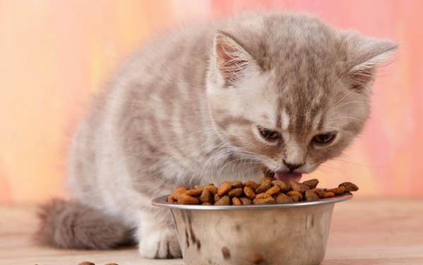 猫咪心脏病吃药可以维持多久呢