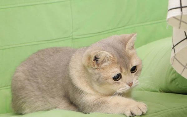适合家养的猫咪品种