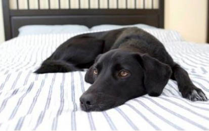 小狗一般得了犬瘟和冠状还能活多久