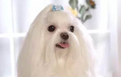 西施犬真菌感染的原因及处理方法