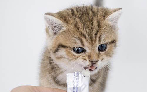猫咪正常的牙龈